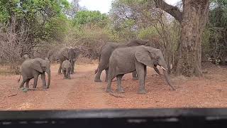 South Luangwa National Park, Zambia 🇿🇲