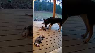 Possum Playing Dead Championship #possum #shorts