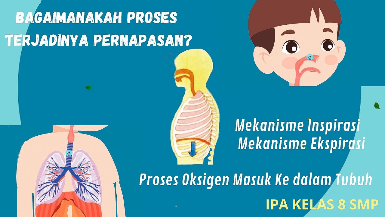Human Respiration Process - Inspiration and Expiration Mechanism