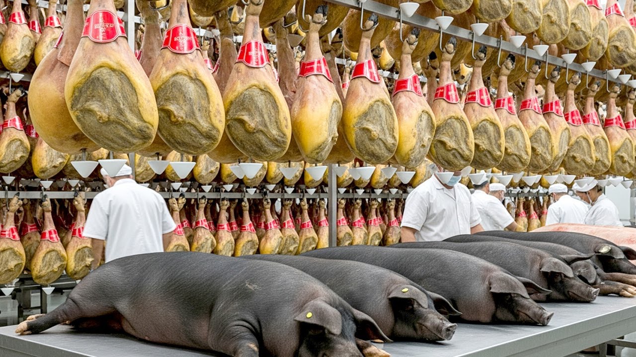 Como Fazendeiros Produzem O Presunto Mais Caro Do Mundo A Partir De Milhões De Porcos Pretos