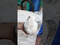 Accha Sila Diya Tune Mere Pyar Ka Shortvideo Shorts Sskhan Pigeon Kabutar Kabutarstatus