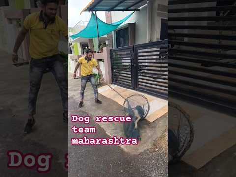 dog rescue team maharashtra #dog #animal #rescue #animalrescue #streetdog #viralshort #rescuedog