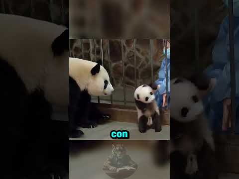 Đây Là Cách Một Con Gấu Trúc Đối Xử Với Con Non Không Phải Của Mình 😯