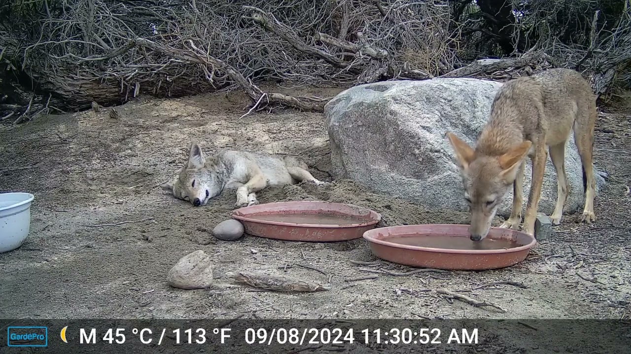 S2E19: Resting Coyote At The Water Station