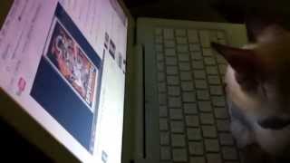 Monty watches a music video: Supersuckers - Breaking Honey&#39;s Heart