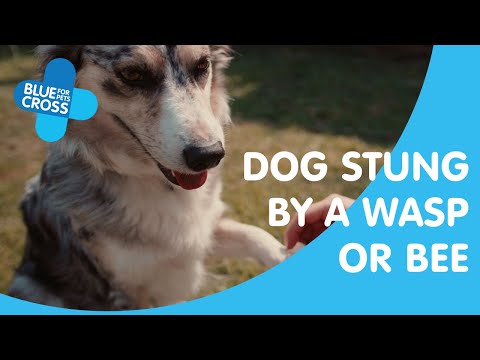 What to do if your dog has been stung by a wasp or bee | Blue Cross Pet Advice