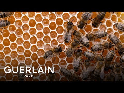Abeille Royale: what's behind the Black Bee Honey? | GUERLAIN