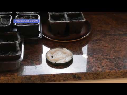 Walka z narkotykami na Dolnym Śląsku