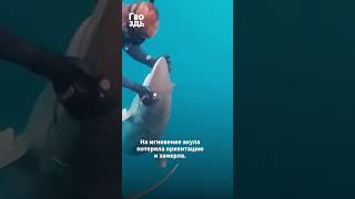Огромная акула просит людей о помощи #shorts #shark #animalrescue