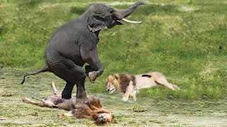 The Most Incredible Wild Animal Fights Caught On Camera 2022 p3