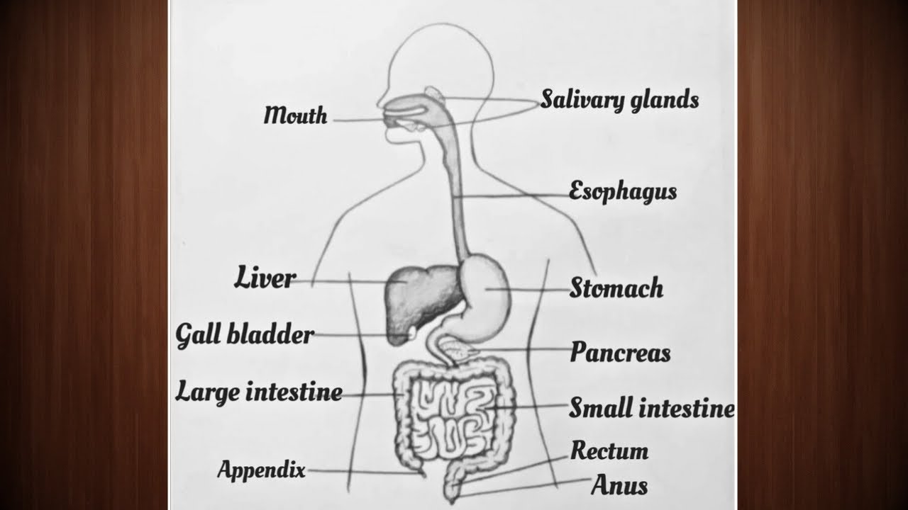 Digestive System Drawing Easy | How to Draw and Label Human Digestive System | Human Anatomy Drawing
