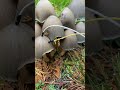 Modern Biology - Mushroom music 🍄✨🍄 myco transmissions #music #plants #shorts #synth #mushroom