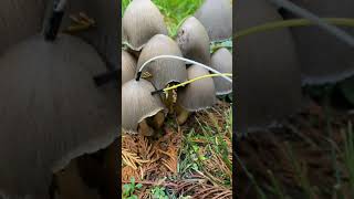 Modern Biology - Mushroom music 🍄✨🍄 myco transmissions #music #plants #shorts #synth #mushroom