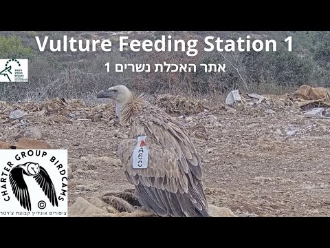 Vulture Feeding Station Cam