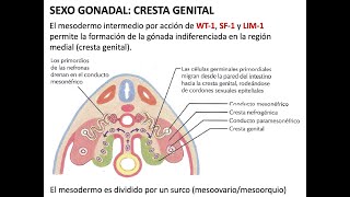 Embriología: Desarrollo de aparato genital