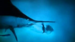 Kaitlyn Aurelia Smith "Labyrinth V"