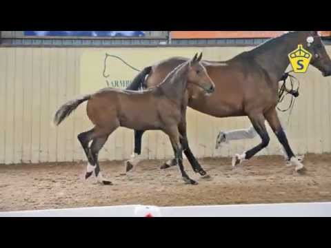 SWB Elitfölauktion 2015 - 10. Rima e. Skovens Rafael - Quaterback