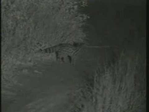 Large-Spotted Genet WildEarth 3-29-08