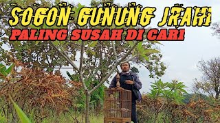 Download lagu Searching for traces of the original Sogon of Mount Jrahi/Pati mp3