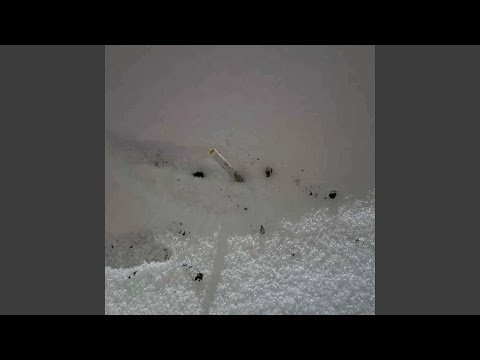 Video thumbnail for ‎dahlia (2024)