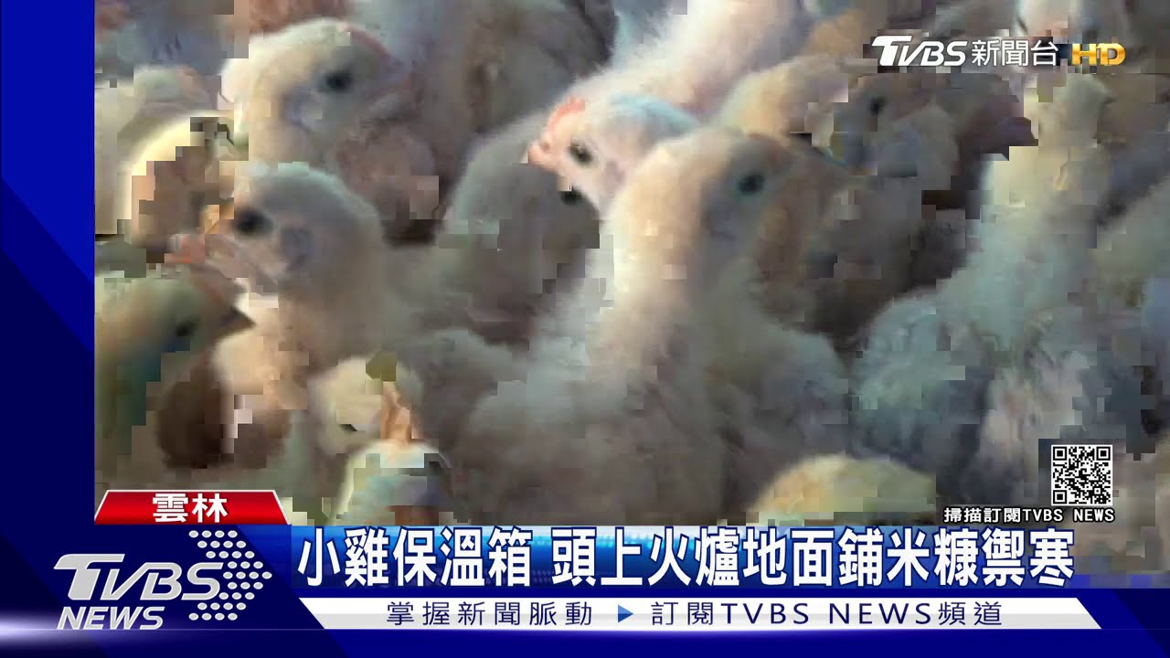 小雞保溫箱 頭上火爐地面鋪米糠禦寒
