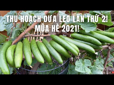 , title : '192. THU HOẠCH DƯA LEO LẦN THỨ 2! MÙA HÈ 2021! Harvesting cucumbers in our garden!'