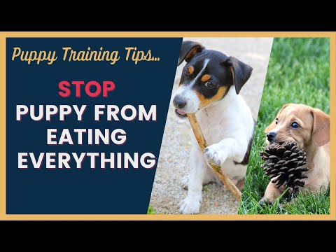 Dog Training Tips for Puppies That Eat Everything