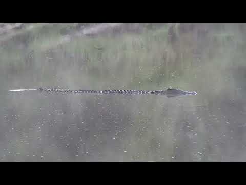 Djuma: Crocodile eats Terrapin as Heron, Geese and Blacksmith Lapwing are near - 05:33 - 02/24/2023