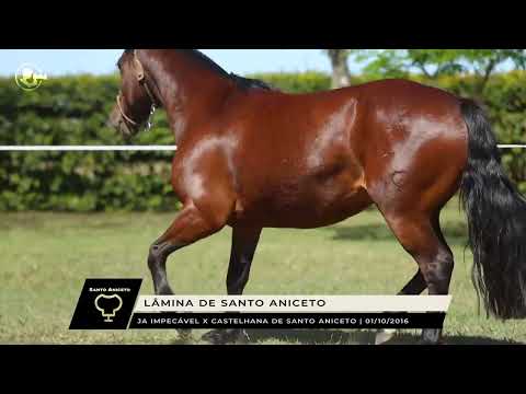 Lâmina de Santo Aniceto