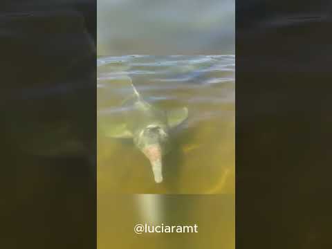 FLAGREI O BOTO EM LUCIARA! 😱🐬 #shorts