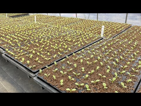 種が発芽しないのですが?最も一般的な 5 つの理由 トピックス