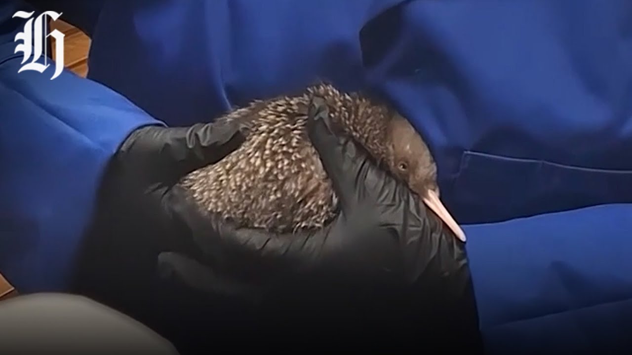Kiwi Pukupuku Chicks Found in Westland | Herald NOW