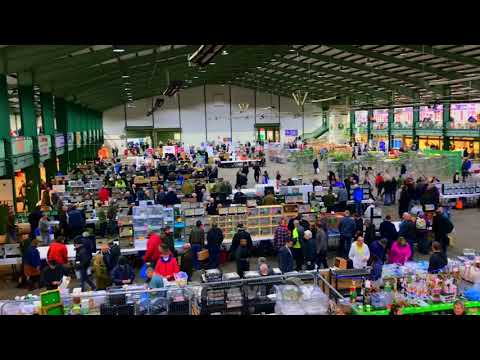 Staffordshire Bird Show 2021 | AFG Aviary