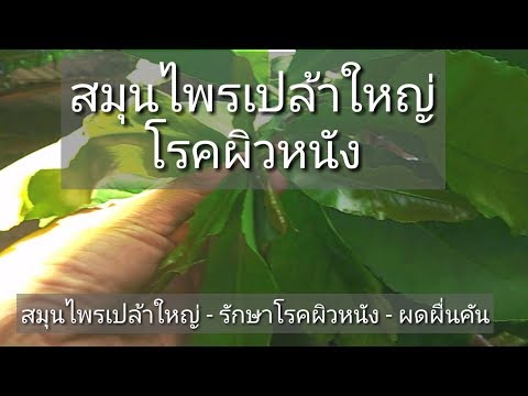 ครีมสำหรับโรคสะเก็ดเงินบนผิว kartalin ฉีดรักษาโรคสะเก็ดเงิน