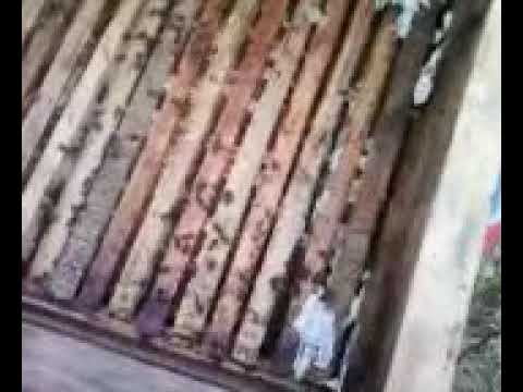 Пчеловодство.Роеловство. Как развилась семья .Семья медовик. #Пчеловодство