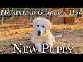 new maremma sheepdog