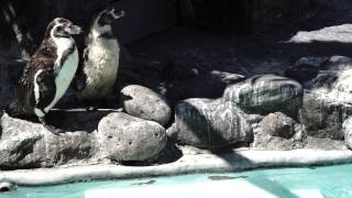 preview picture of video '[Humboldt penguin] フンボルトペンギンの鳴き声｜ Sony α7S (ILCE-7S)  円山動物園'