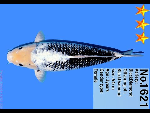 Black Diamond Dainichi 64cm Sansai Female VHQ