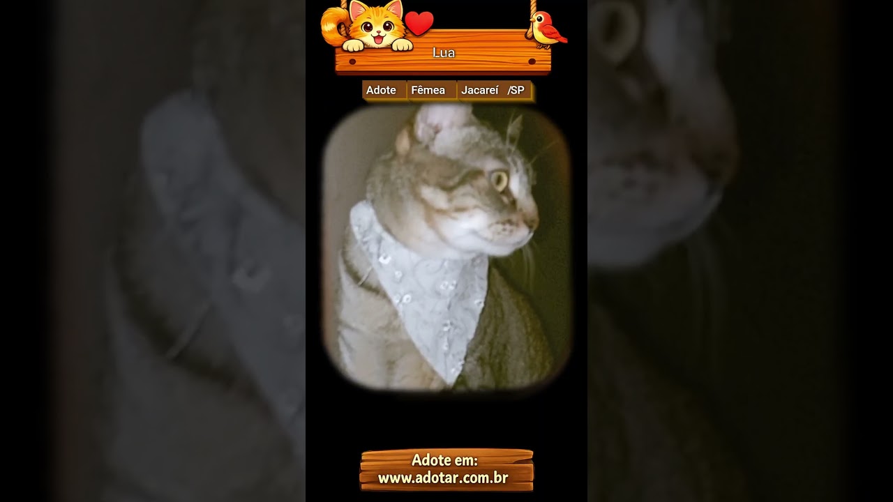 Gato raça SRD-ViraLata idade 5 anos nome Lua