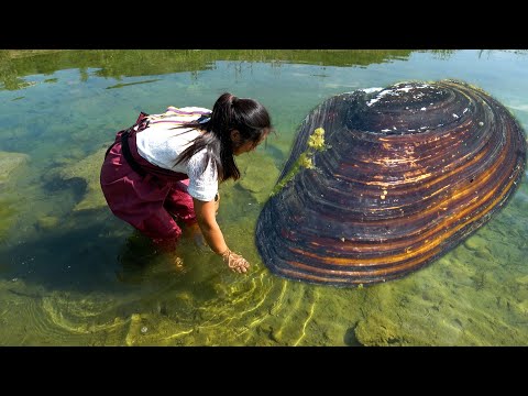 The river water is clear to the bottom, and you can see the big pearl clam from afar