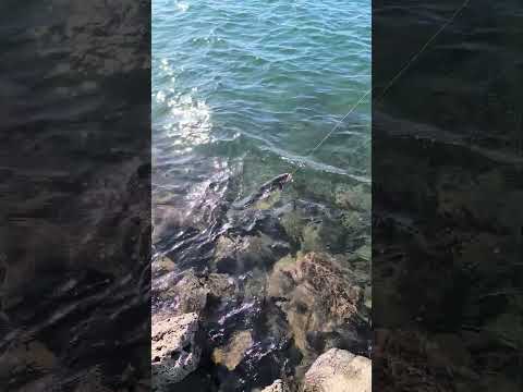 Las Truchas Bestias del embalse Piedra del Aguila pescando Neuquén