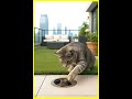 Cat Hunts A Mouse On The Rooftop Will It Catch It Shorts Viralshorts
