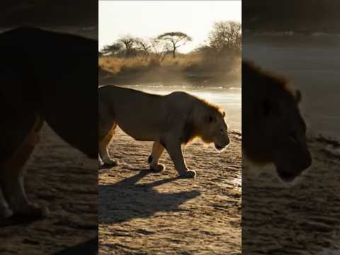 Lion vs Crocodile – The River Clash