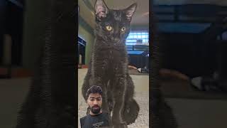 Download lagu cat reiton #cet #blackpanther mp3 Download lagu cat reiton #cet #blackpanther mp3