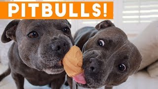 Ultimate Pitbull Compilation 2017 | Cutest Funny Pitbull Videos Ever