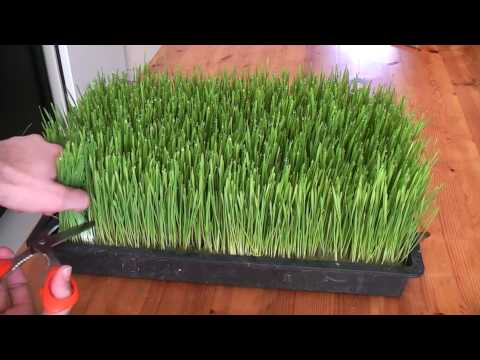 How to grow wheatgrass