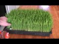 How to grow wheatgrass 