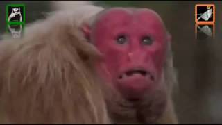 East Of The Equator by The Teardrop Explodes