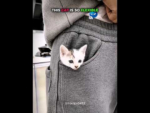 This Cat Is So Flexible 💀👀🤩 #shorts #cat