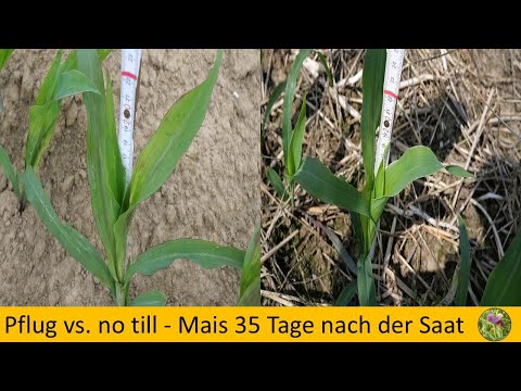 Plough sowing - direct sowing / maize 35 days after sowing